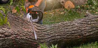 How Our Tree Care Process Works  in  Sharpsville, PA